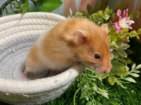 ふわふわの長毛ちゃんです♡