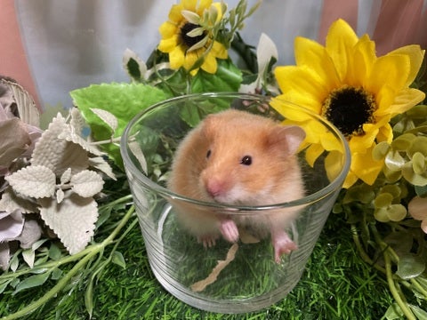 つぶらな瞳がかわいい🐹