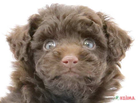 東京都のトイプードル(トイ) (コジマソコラ用賀店/2025年2月25日生まれ/男の子/ブラウン)の子犬