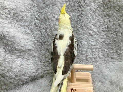5/18撮影🌟