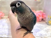 ホオミドリアカオウロコインコ ヒナ