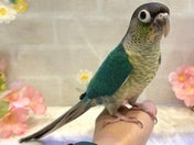 ワキコガネイロウロコインコ