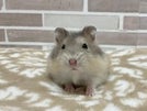 サファイアブルーハムスター