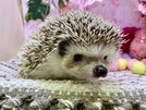 ピグミーヘッジホッグ (色変わり)