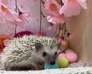 ピグミーヘッジホッグ (シナモン)
