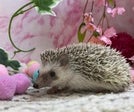 ピグミーヘッジホッグ (色変わり)