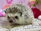 ピグミーヘッジホッグ (色変わり)