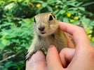 リチャードソンジリス