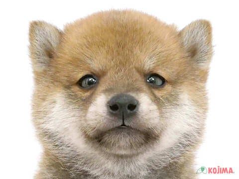 東京都の柴犬(標準サイズ) (コジマアリオ西新井店/2025年1月31日生まれ/男の子/赤)の子犬